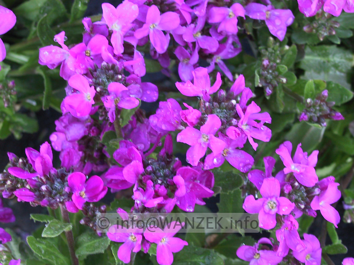 Arabis blepharophylla Fruehlingszauber.JPG